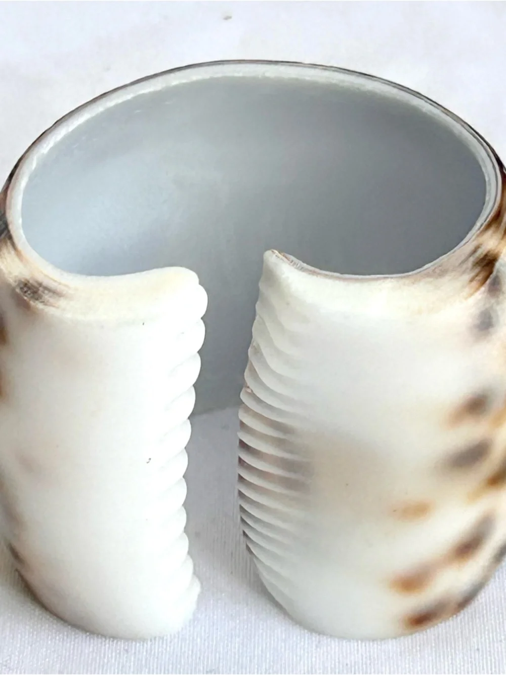 Speckled Shell Napkin Rings Set of 6 — Brown and White